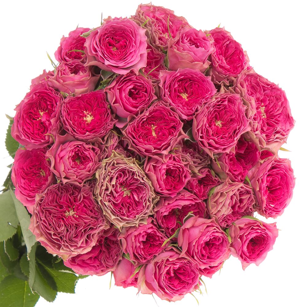Rosa Freiland pink Grandmas Josy 3+Bl.50cm
