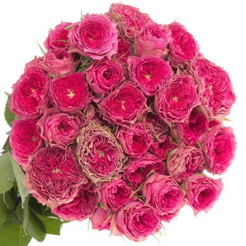 Rosa Freiland pink Grandmas Josy 3+Bl.50cm