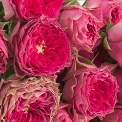 Rosa Freiland pink Grandmas Josy 3+Bl.50cm
