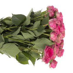 Rosa Freiland pink Grandmas Josy 3+Bl.50cm