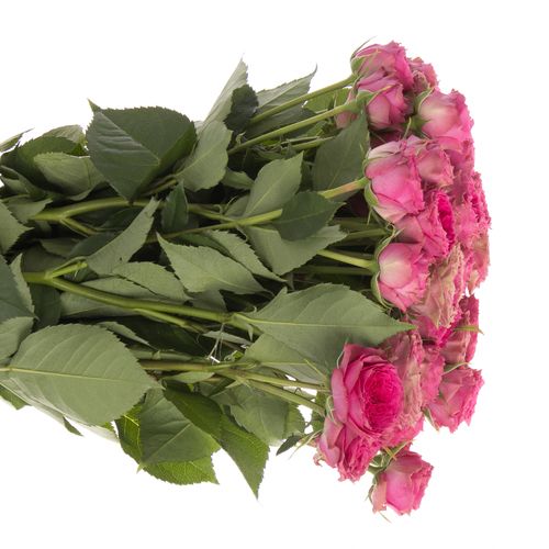 Rosa Freiland pink Grandmas Josy 3+Bl.50cm