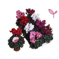 Cycl.mix Merengue Excl. T10,5 H25