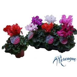 Cycl.mix Merengue Excl. T10,5 H25