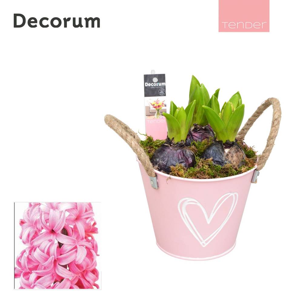 Hyazinthe.Arr HL10644PP T13 H018