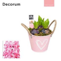 Hyazinthe.Arr HL10644PP T13 H018