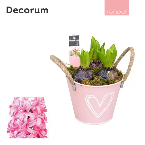 Hyazinthe.Arr HL10644PP T13 H018