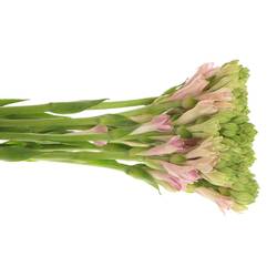 Tubarosa Sensation 60cm