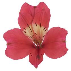 Alstroemerie cerise Tania 85 Gramm 75cm