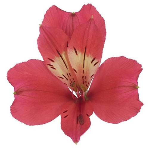 Alstroemerie cerise Tania 85 Gramm 75cm