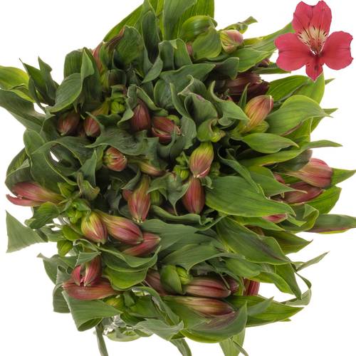 Alstroemerie cerise Tania 85 Gramm 75cm