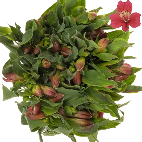 Alstroemerie cerise Tania 85 Gramm 75cm