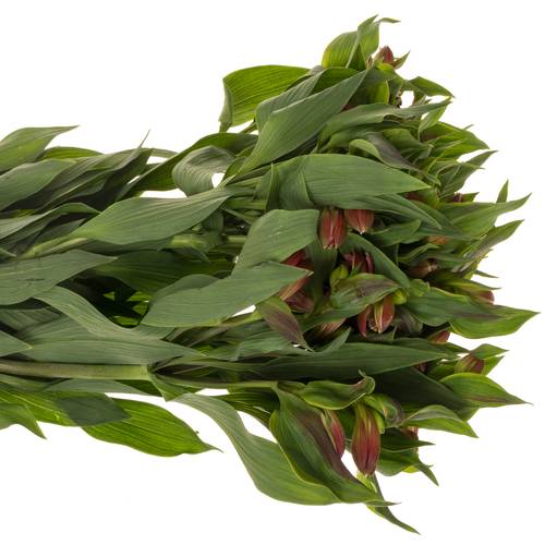 Alstroemerie cerise Tania 85 Gramm 75cm