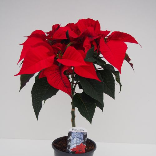 Poins.rot Christm. auf Stamm 5+ T15 H50