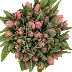 Tulpe rosa Sissi 48 Gramm