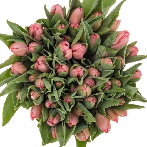 Tulpe rosa Sissi 48 Gramm