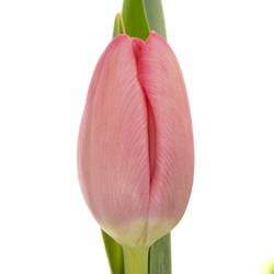 Tulpe rosa Sissi 48 Gramm