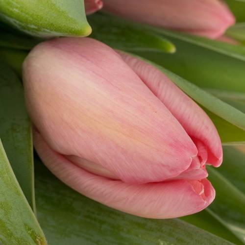 Tulpe rosa Sissi 48 Gramm
