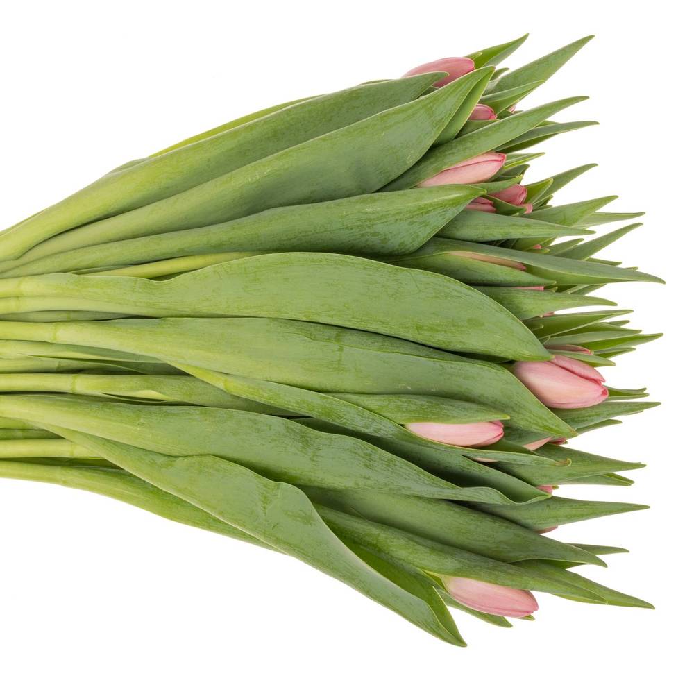 Tulpe rosa Sissi 48 Gramm