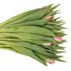 Tulpe rosa Sissi 48 Gramm