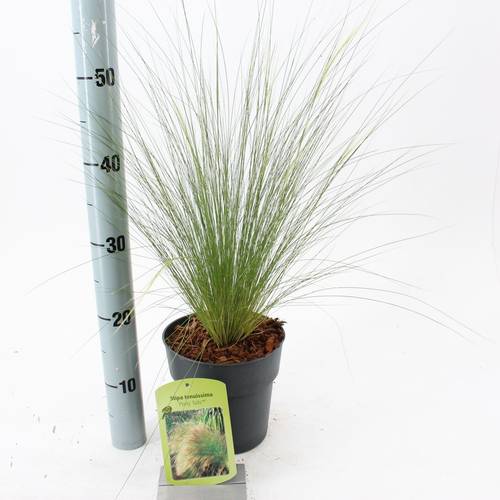 Stipa Tenuissima Ponytails T17 H025