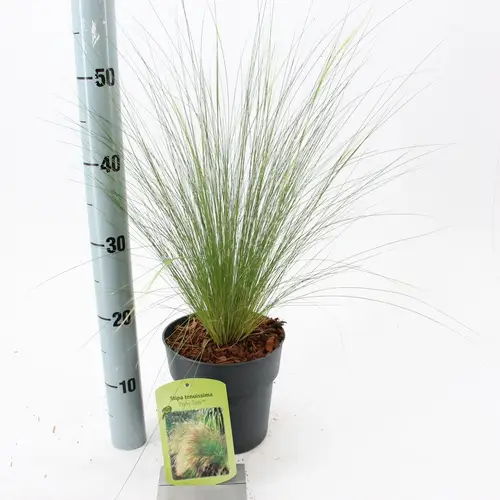 Stipa Tenuissima Ponytails T17 H025