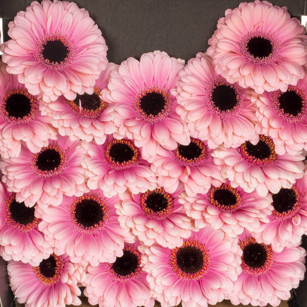 Germini hell rosa/rosa Esmee