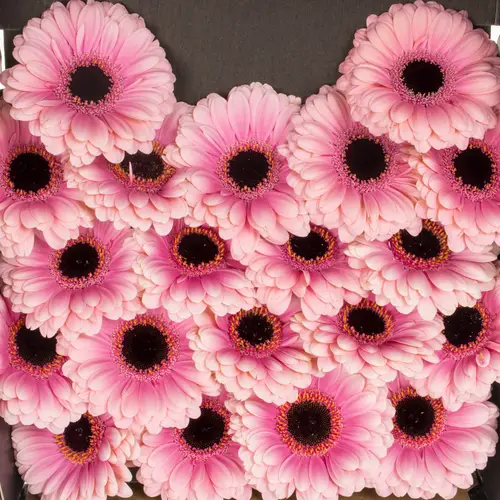 Germini hell rosa/rosa Esmee