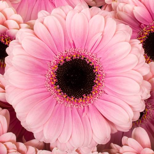Germini hell rosa/rosa Esmee