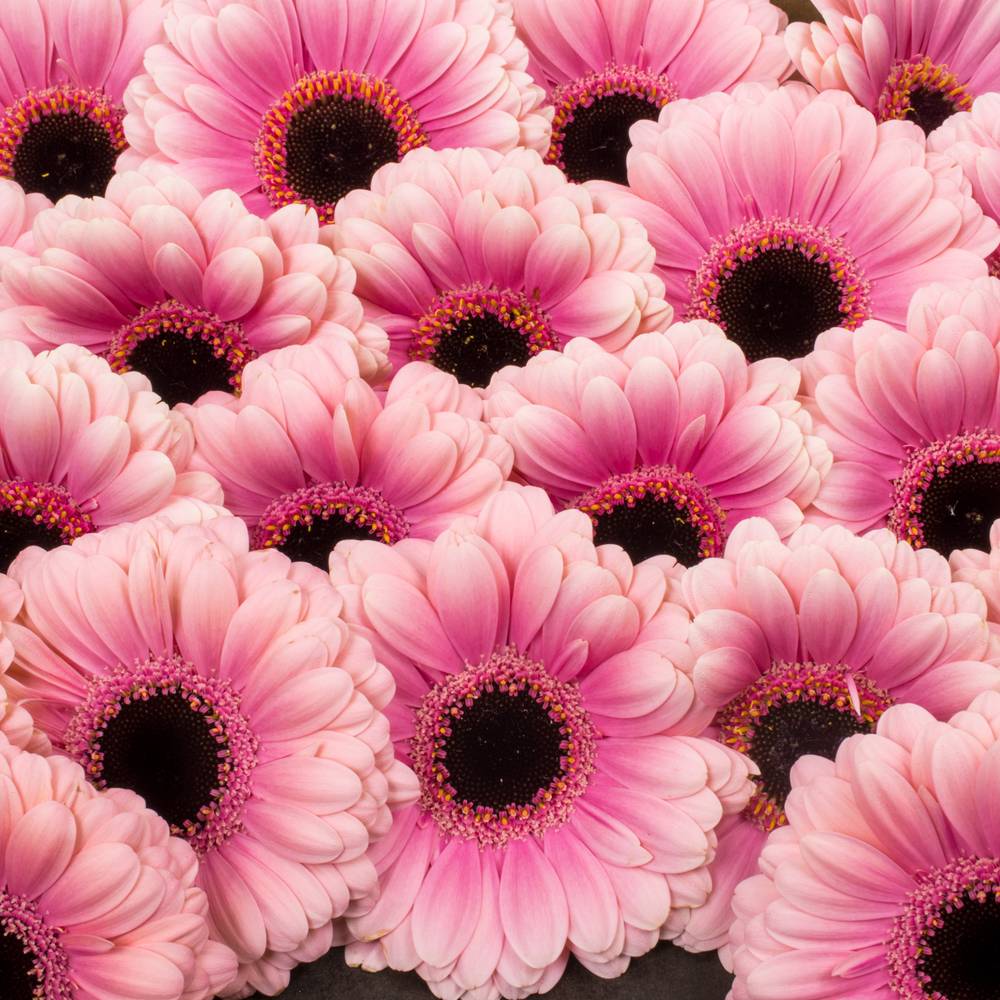Germini hell rosa/rosa Esmee