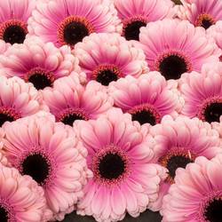 Germini hell rosa/rosa Esmee
