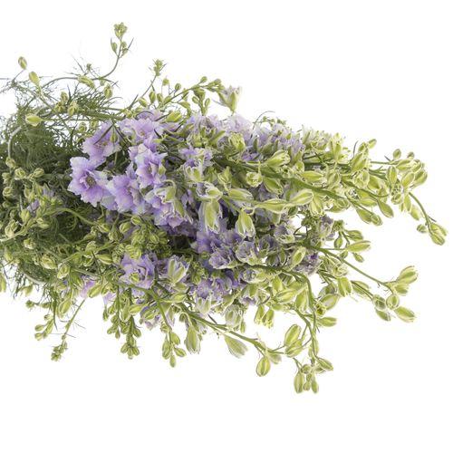 Rittersporen blau Picote 80cm