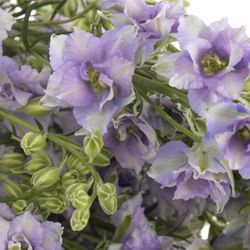 Rittersporen blau Picote 80cm