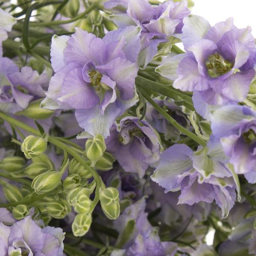 Rittersporen blau Picote 80cm