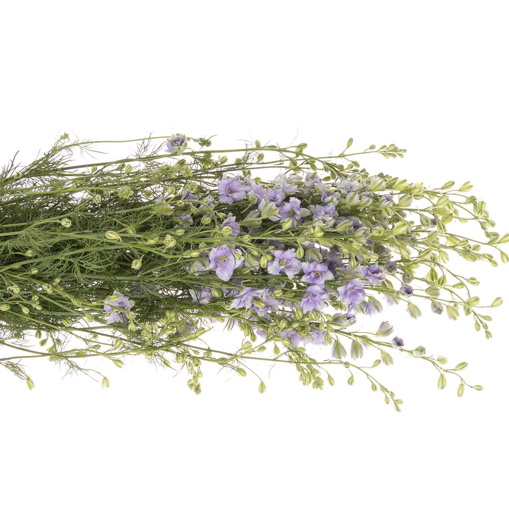 Rittersporen blau Picote 80cm