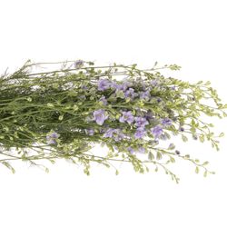 Rittersporen blau Picote 80cm