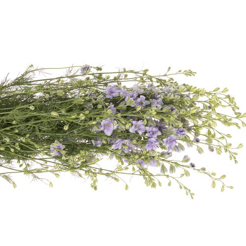 Rittersporen blau Picote 80cm