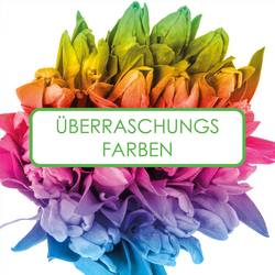 Tulpe Parrot 3 x 50 Sorte mix