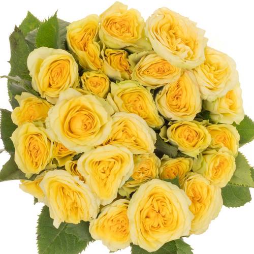 Rose verzweigt hell gelb Yoga Trendsetter 5+Blüte 50cm