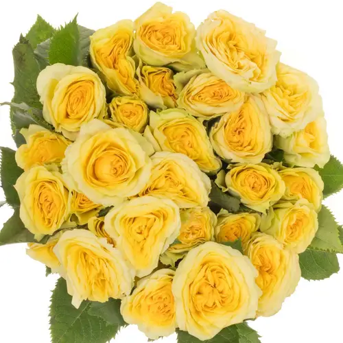 Rose verzweigt hell gelb Yoga Trendsetter 5+Blüte 50cm