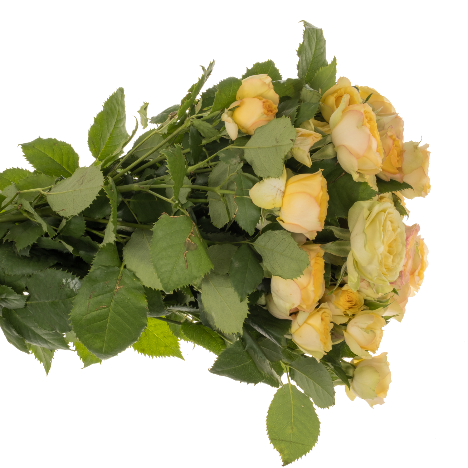 Rose verzweigt hell gelb Yoga Trendsetter 4+Blüte 50cm