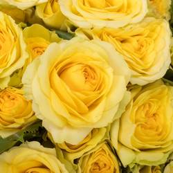 Rose verzweigt hell gelb Yoga Trendsetter 5+Blüte 50cm