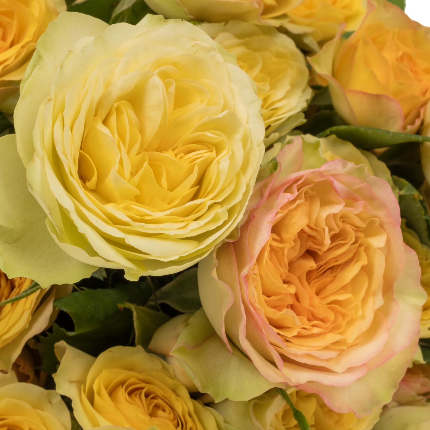 Rose verzweigt hell gelb Yoga Trendsetter 4+Blüte 50cm