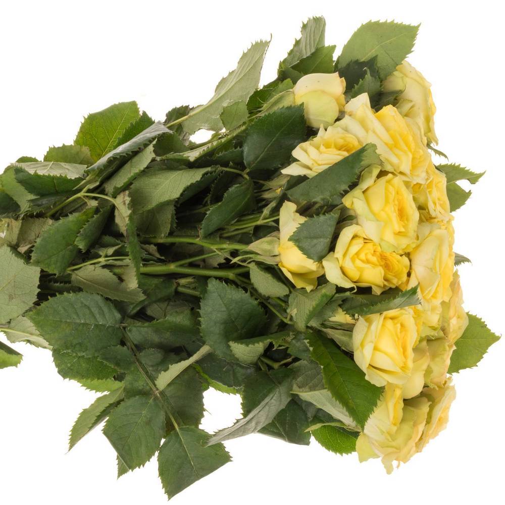 Rose verzweigt hell gelb Yoga Trendsetter 5+Blüte 50cm