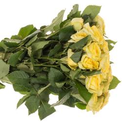 Rose verzweigt hell gelb Yoga Trendsetter 5+Blüte 50cm