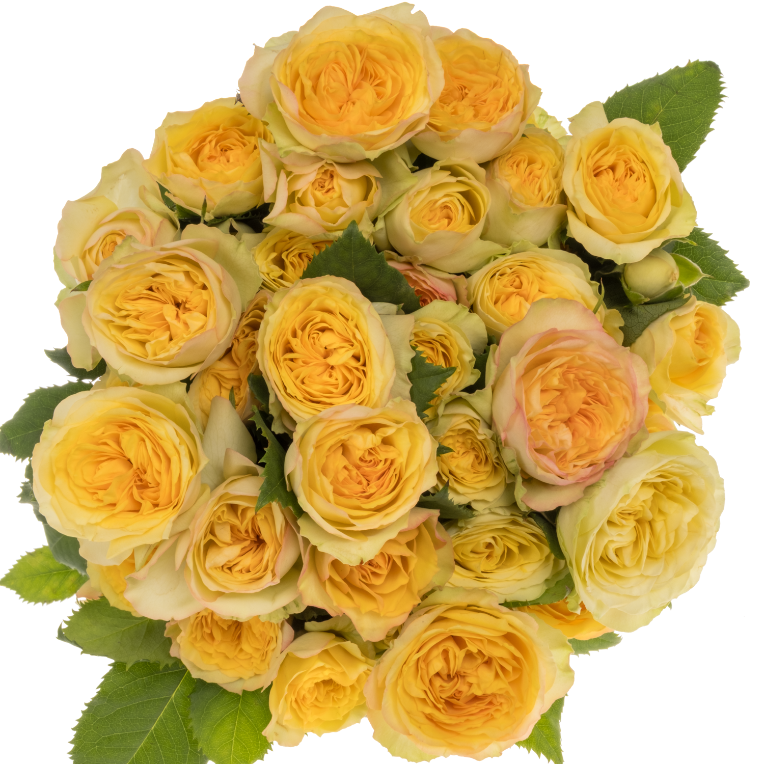 Rose verzweigt hell gelb Yoga Trendsetter 4+Blüte 50cm