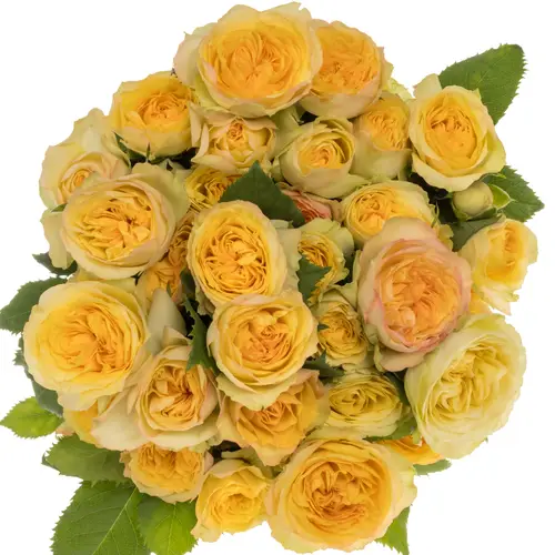 Rose verzweigt hell gelb Yoga Trendsetter 4+Blüte 50cm