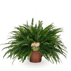 Nephrolep.Green Lady T19 H60