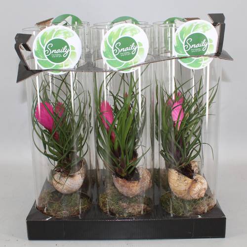 Tillandsia Snaily Cyanea Glass T11 H38