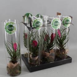 Tillandsia Snaily Cyanea Glass T11 H38