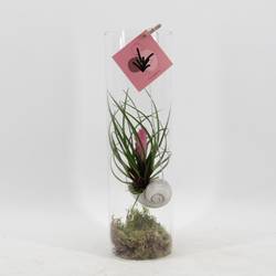 Tillandsia Snaily Cyanea Glass T11 H38